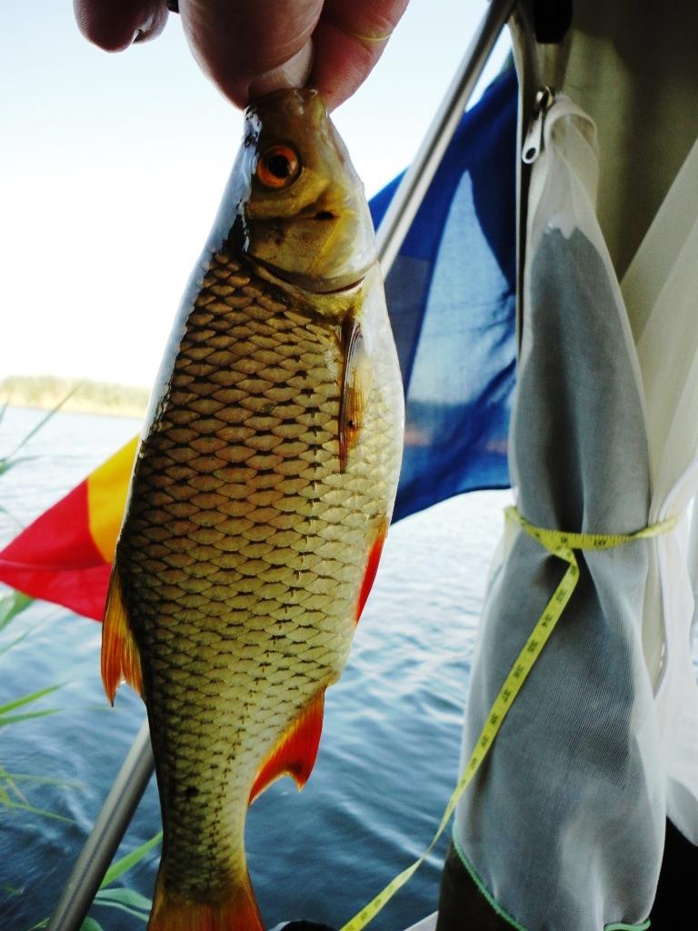 fishes - dsc09927.JPG